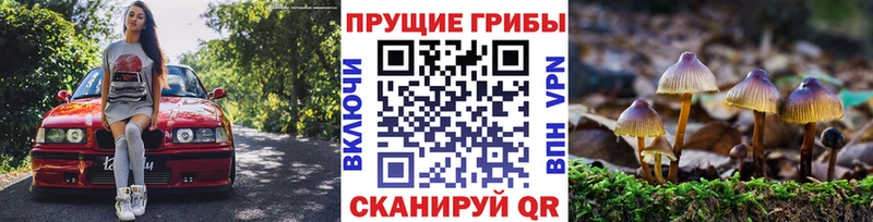 omg как зайти  Нахабино  Галлюциногенные грибы Cubensis 